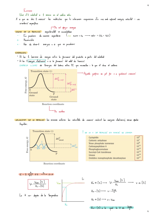Miniatura del documento Enzim.pdf