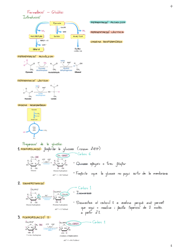 Miniatura del documento Fermentacio-Glicolisi.pdf