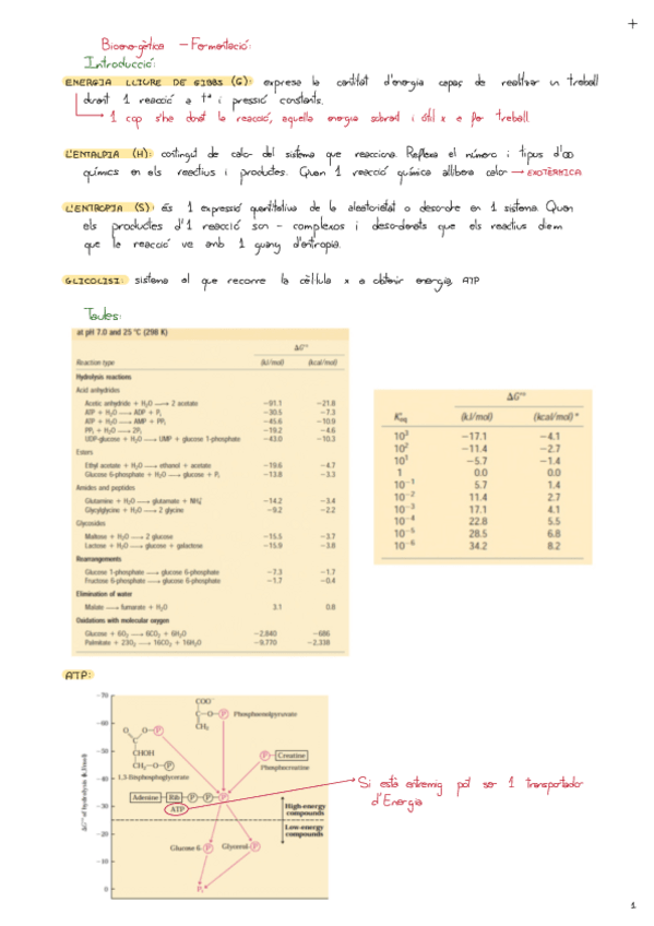 Miniatura del documento Bioenergetica-Fermentacio.pdf