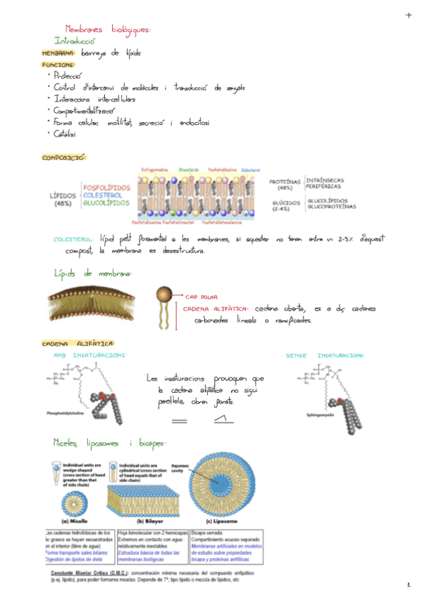 Miniatura del documento Copy-of-Membranes-Biologiques.pdf