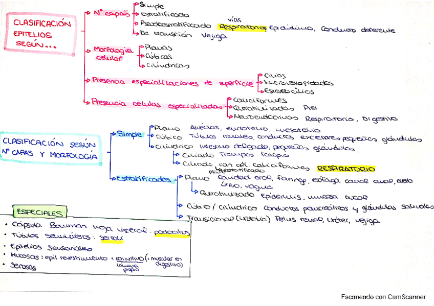Miniatura del documento Clasificacion-epitelios.pdf
