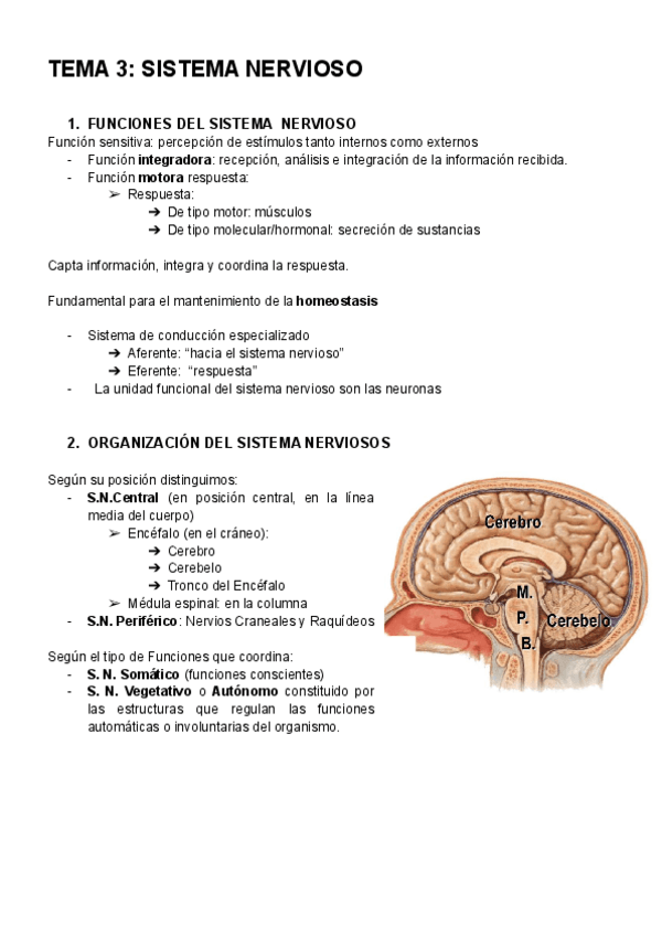 Miniatura del documento ANATOMIA-TEMA-3.pdf