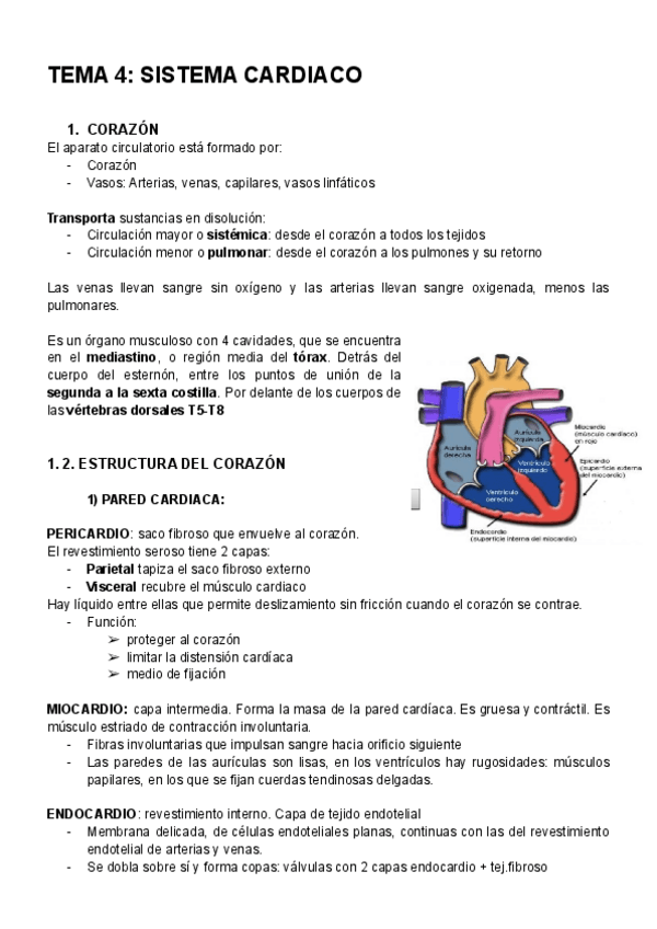 Miniatura del documento ANATOMIA-TEMA-4.pdf
