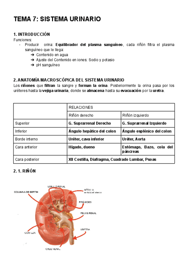 Miniatura del documento ANATOMIA-TEMA-7.pdf