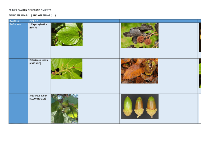 Miniatura del documento SEGUNDO-EXAMEN-DE-RECONOCIMIENTO-BOTANICA-FORESTAL1-1.pdf
