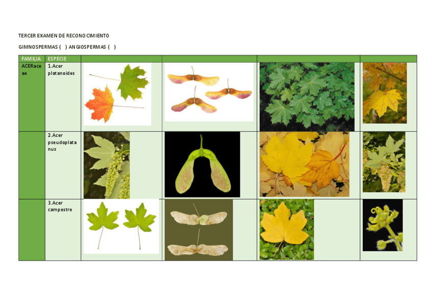Miniatura del documento TERCER-EXAMEN-DE-RECONOCIMIENTO-BOTANICA-FORESTAL.pdf