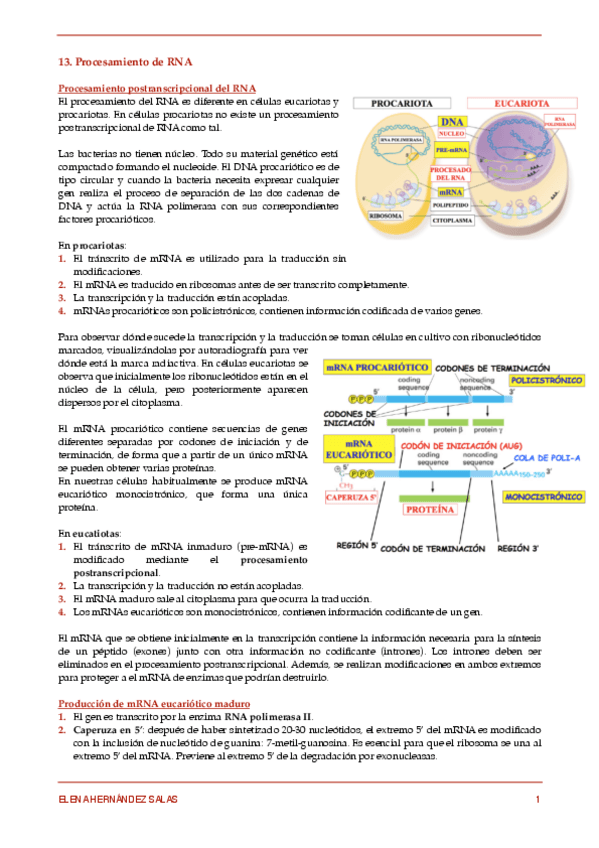 Miniatura del documento 13. Procesamiento de RNA.pdf