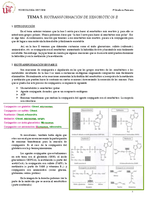 Miniatura del documento TEMA 5 BIOTRANSFORMACIÓN DE XENOBIÓTICOS II.pdf