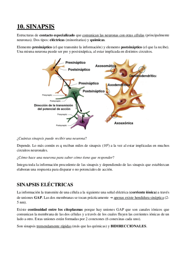 Miniatura del documento 10.-Sinapsis.pdf