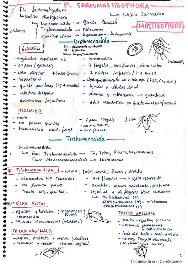 Miniatura del documento Apuntes-2parte-ALGUNOS.pdf