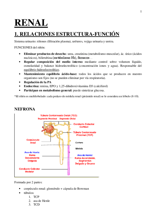 Miniatura del documento Apuntes-Renal.pdf