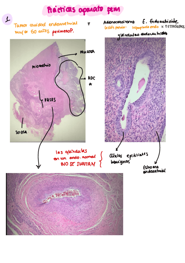 Miniatura del documento Practicas-Femenino.pdf