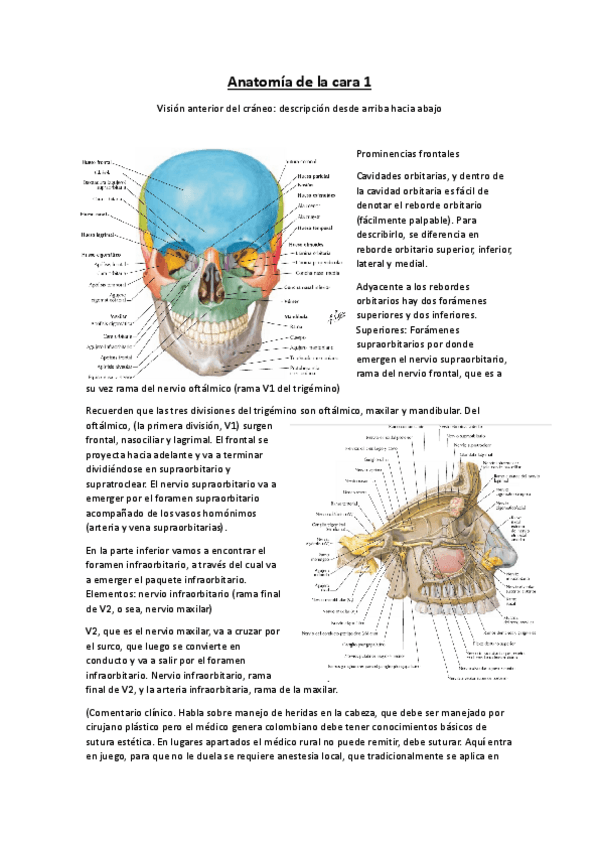 Miniatura del documento 01-ANATOMIA-CARA-I.-Ballesteros.docx.pdf