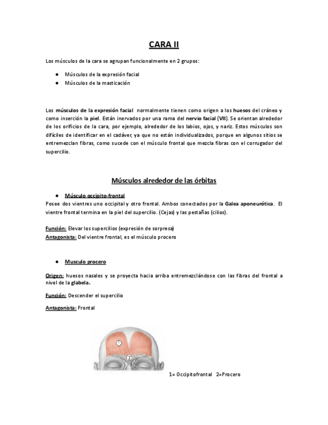 Miniatura del documento 02-ANATOMIA-CARA-II.-Ballesteros.docx.pdf
