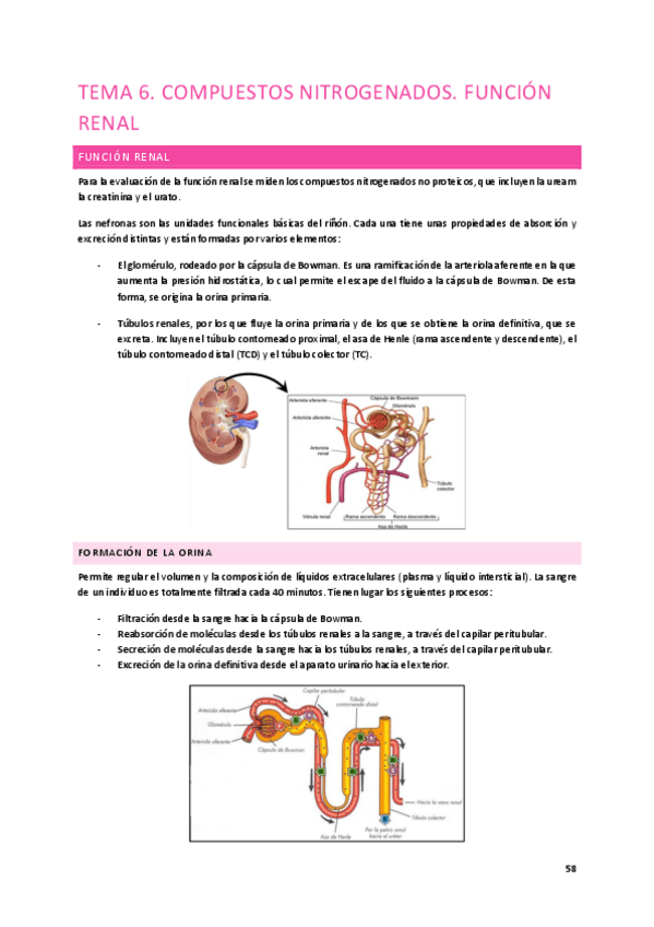 Miniatura del documento Tema-6.-Compuestos-nitrogenados.-Funcion-renal.pdf