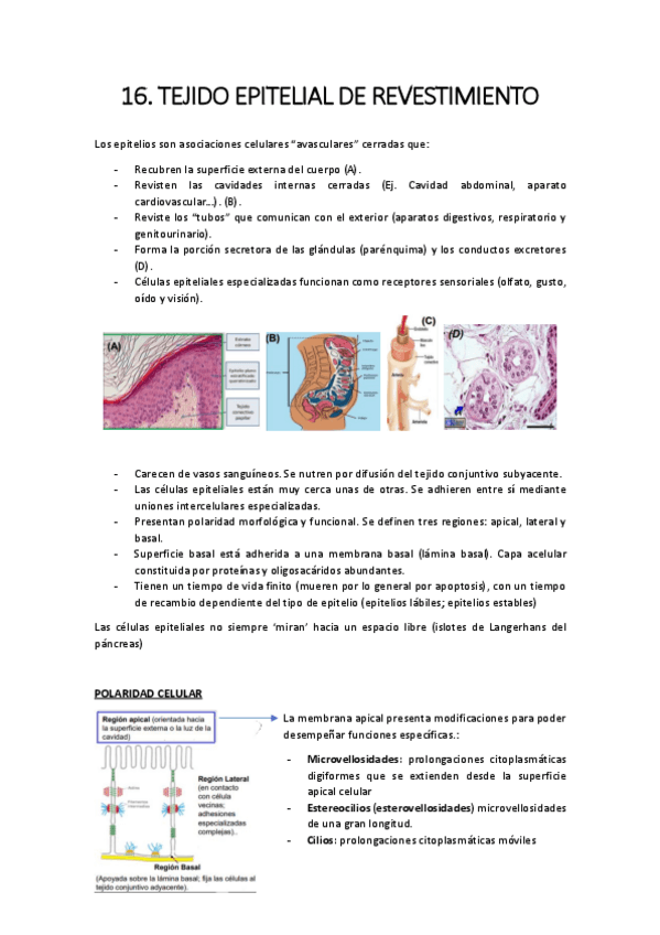 Miniatura del documento 16.-epitelial-revestimiento.pdf