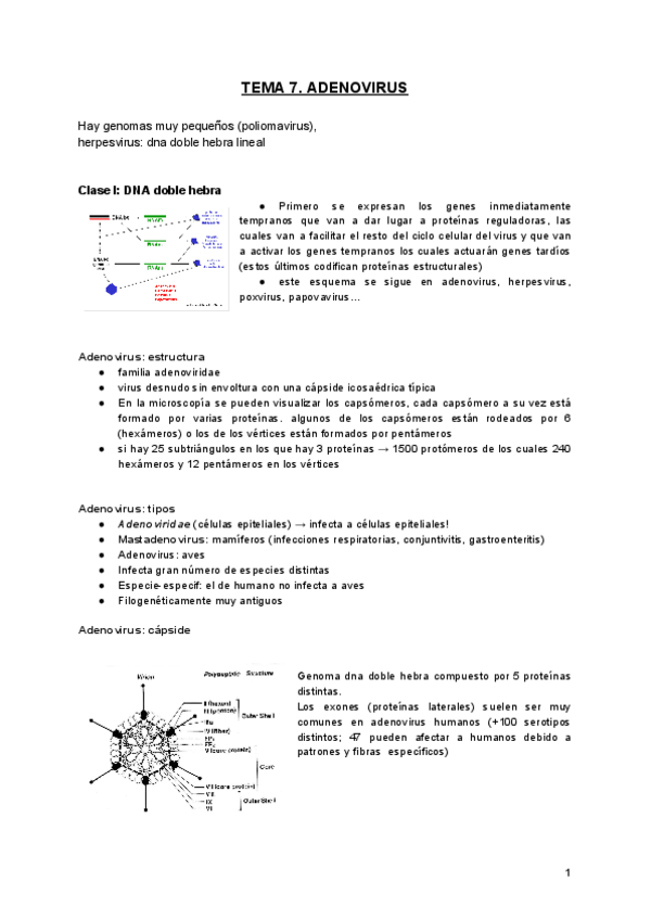 Miniatura del documento TEMA-7.-ADENOVIRUS.pdf