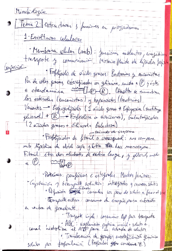 Miniatura del documento Apuntes-Microbiologia-Clase.pdf