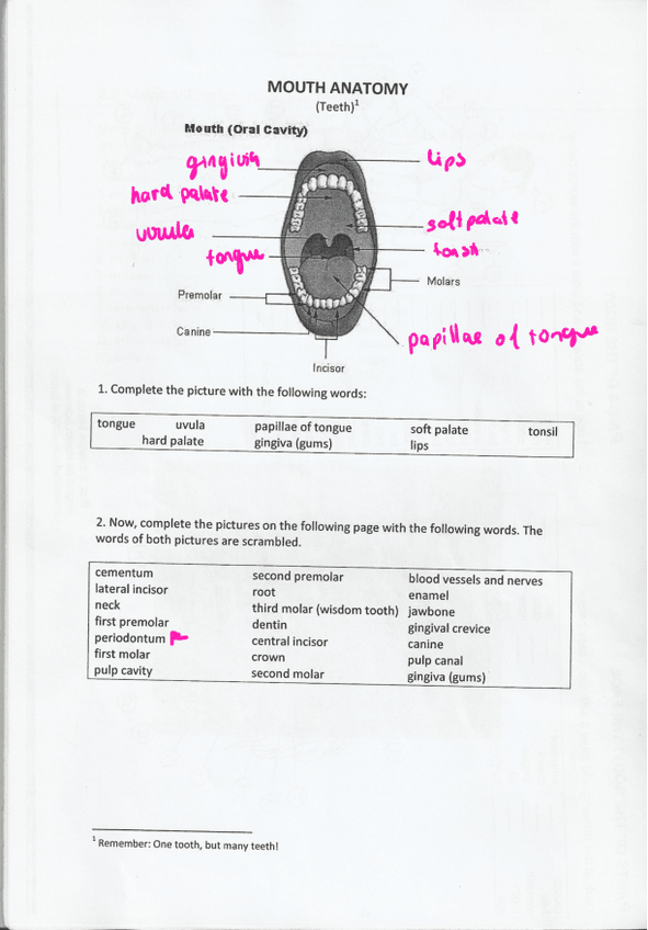 Miniatura del documento MOUTH-ANATOMY.pdf