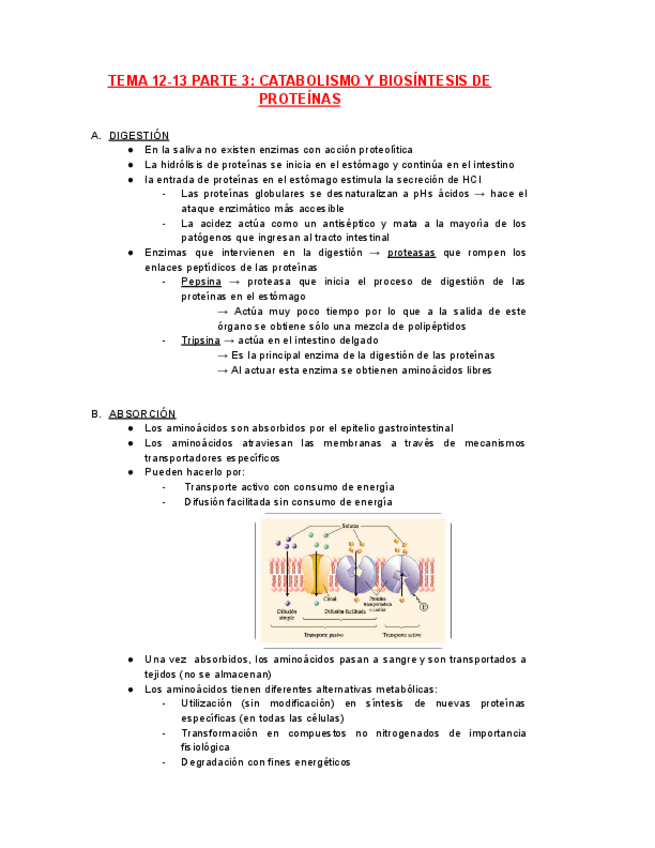 Miniatura del documento BIOQUIMICA-TEMA-12-13-PARTE-3.pdf
