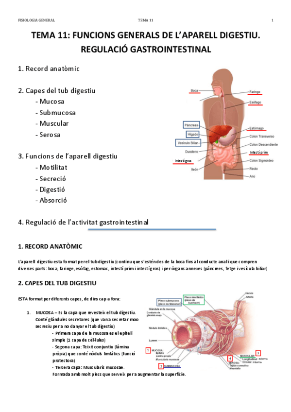 Miniatura del documento TEMA 11.pdf