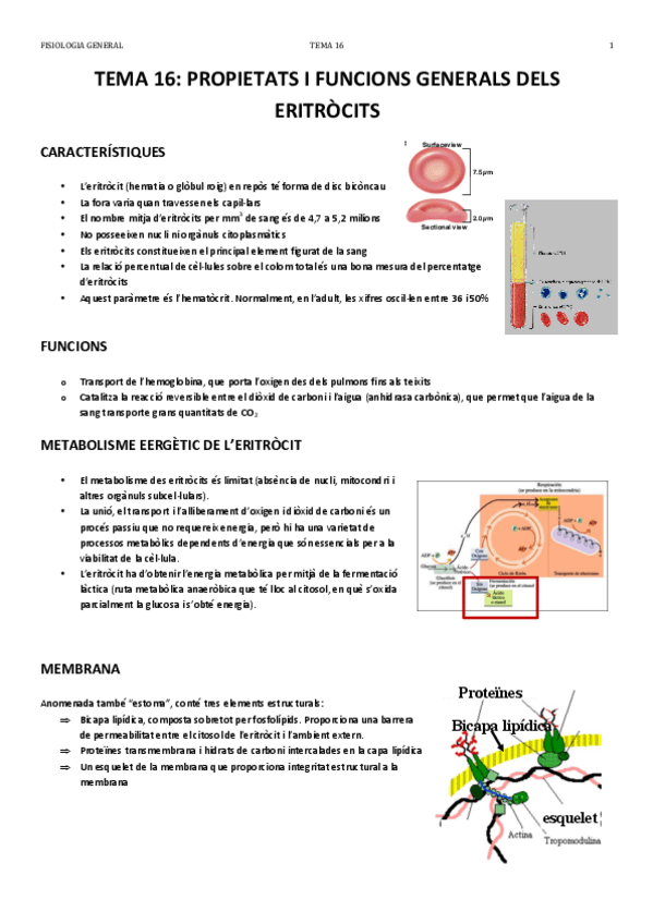 Miniatura del documento TEMA 16.pdf