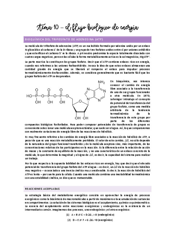 Miniatura del documento Tema 10 - Flujo biológico de la energía.pdf