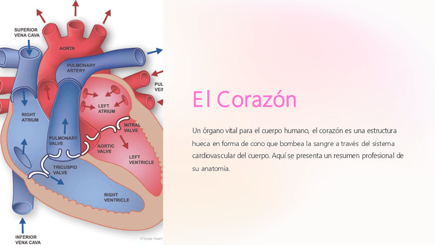 Miniatura del documento El-Corazon.pdf