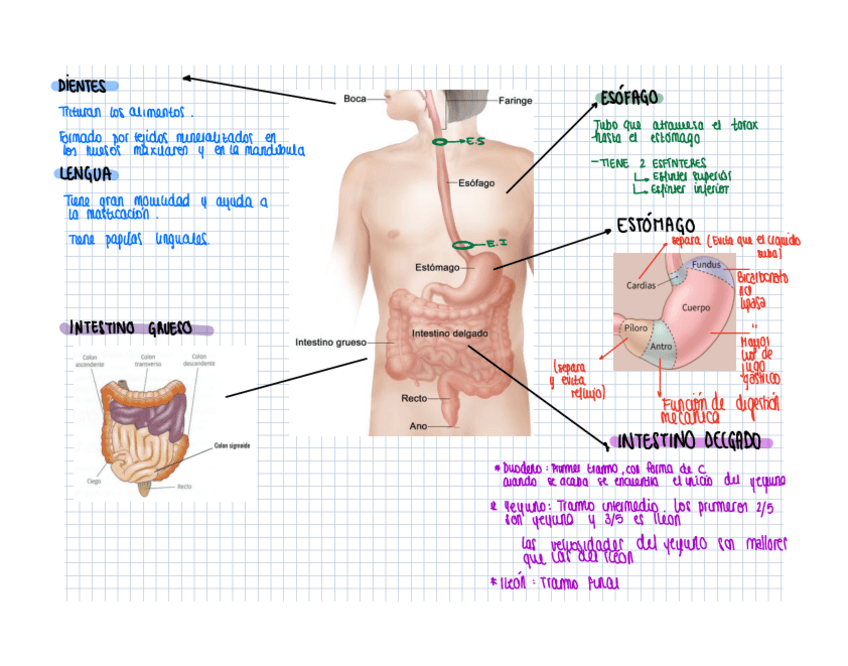 Miniatura del documento Fisiopatologia-digestiva.pdf