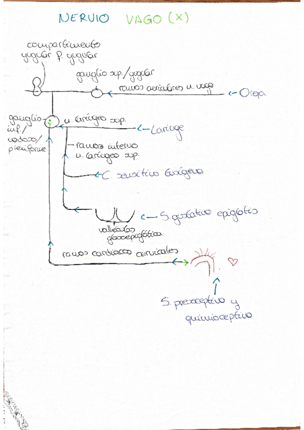 Miniatura del documento Componente-sensitivo-y-parasimpatico-N.-vago.pdf