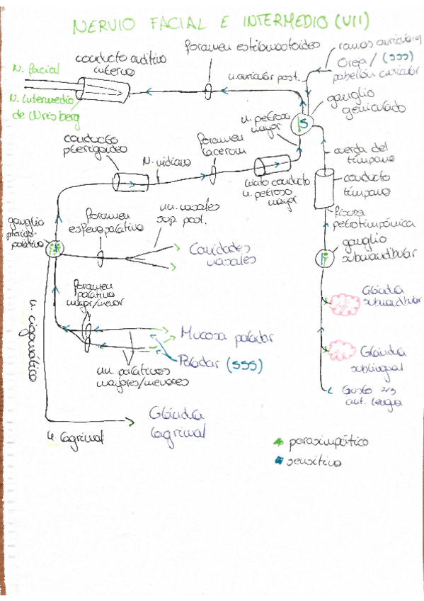 Miniatura del documento Componente-sensitivo-y-parasimpatico-N.-Facial.pdf