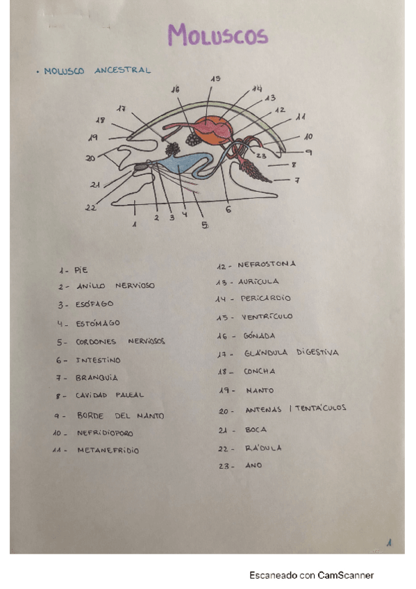 Miniatura del documento DIBUJOS DE ZOO.pdf