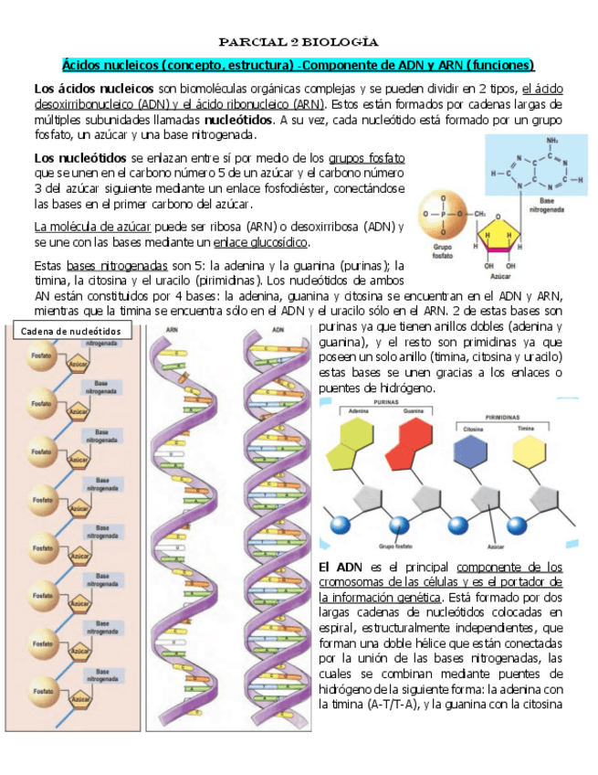 Miniatura del documento ADN-ARN.pdf