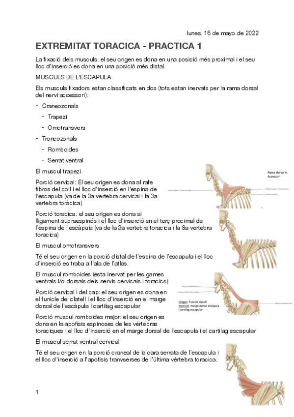 Miniatura del documento EXTREMITAT-TORACICA.pdf