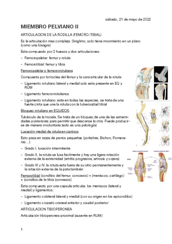Miniatura del documento MIEMBRO-PELVIANO-II.pdf