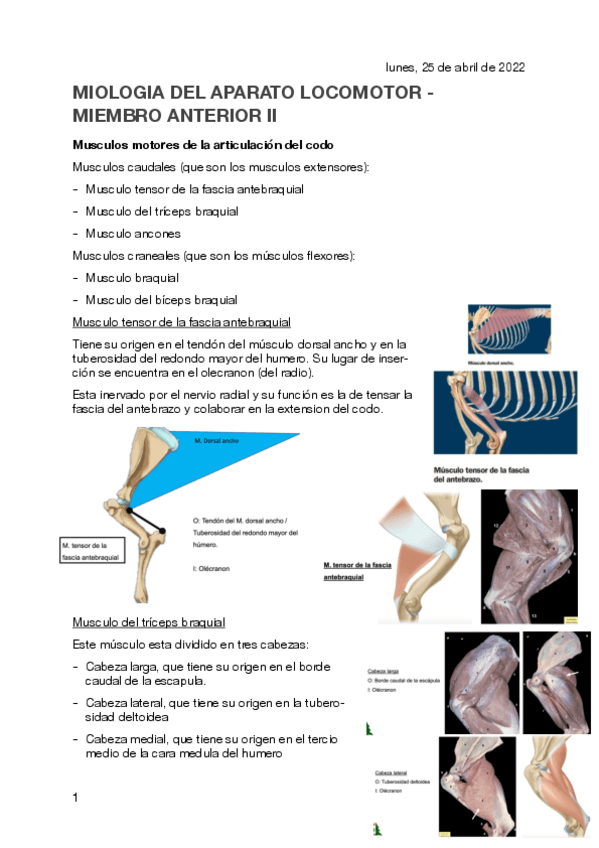 Miniatura del documento MIOLOGIA-MIEMBRO-ANTERIOR-II.pdf