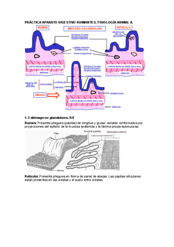 Miniatura del documento PRACTICA-APARATO-DIGESTIVO-RUMIANTES.pdf