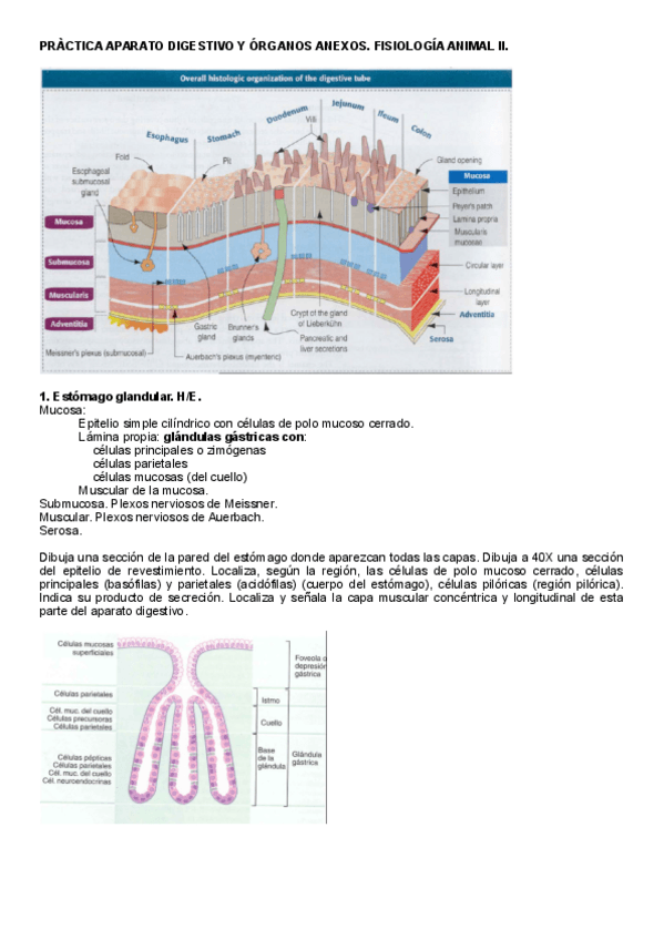 Miniatura del documento PRACTICA-APARATO-DIGESTIVO-Y-ORGANOS-ANEXOS.pdf