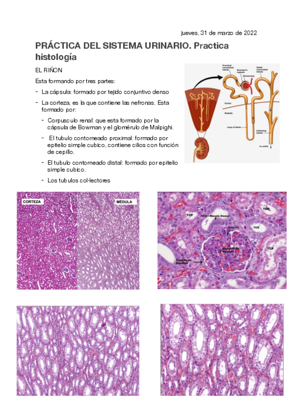 Miniatura del documento PRACTICA-APARATO-URINARIO.pdf