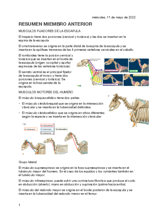 Miniatura del documento RESUMEN-MIEMBRO-ANTERIOR.pdf