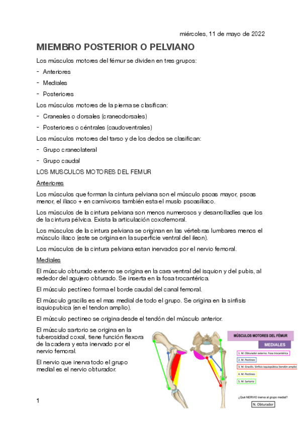 Miniatura del documento RESUMEN-MIEMBRO-PELVIANO.pdf