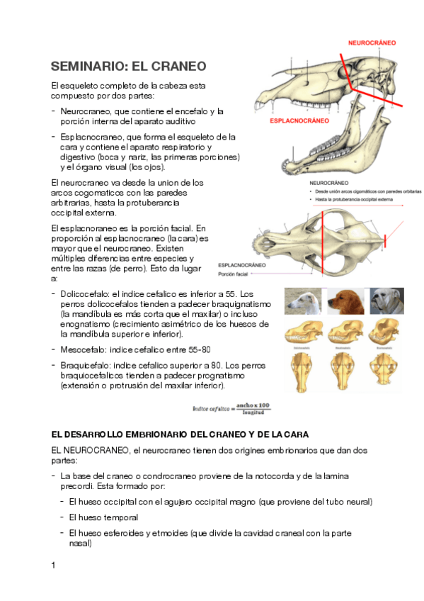 Miniatura del documento SEMINARIO-CRANEO.pdf