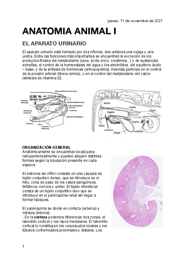 Miniatura del documento APARATO-URINARIO.pdf