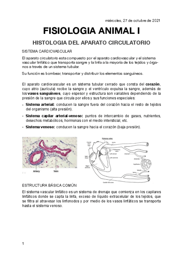Miniatura del documento EL-SISTEMA-CARDIOVASCULAR.-FISIO-2.pdf