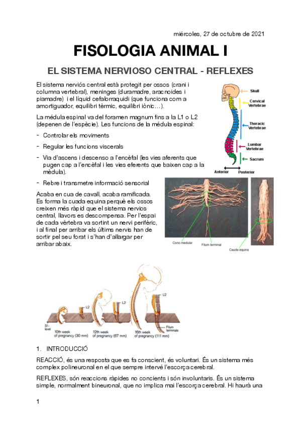 Miniatura del documento SISTEMA-NERVIOSO-CENTRAL-FISIO.pdf