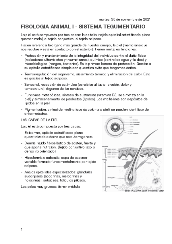 Miniatura del documento SISTEMA-TEGUMENTARIO-2.pdf