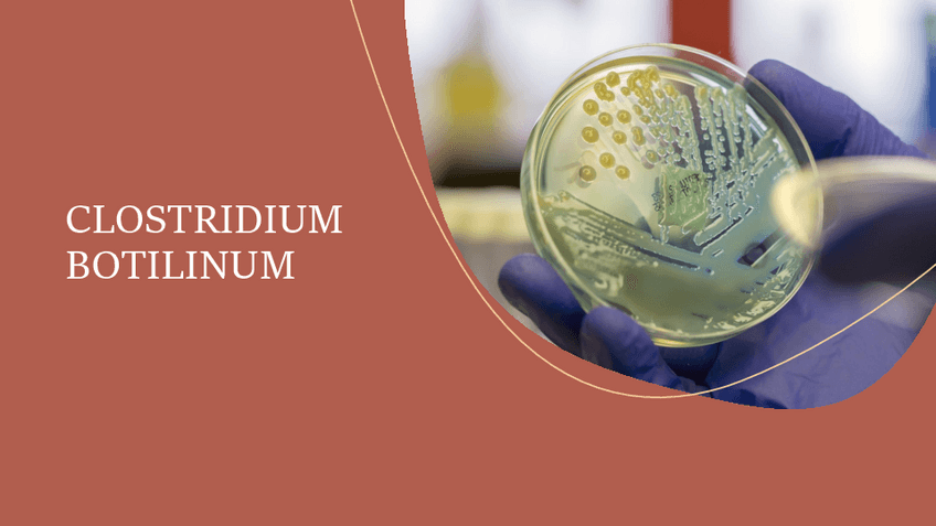 Miniatura del documento CLOSTRIDIUM-BOTILINUM.pdf