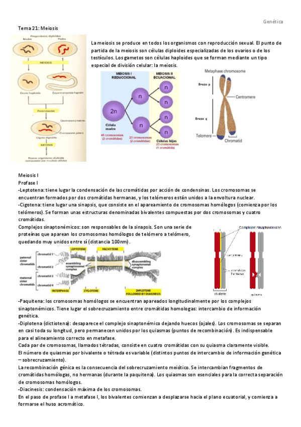 Miniatura del documento Genética.pdf
