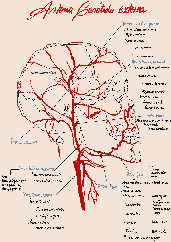 Miniatura del documento ARTERIA-CAROTIDA-EXTERNA-ARTERIA-LINGUAL.pdf