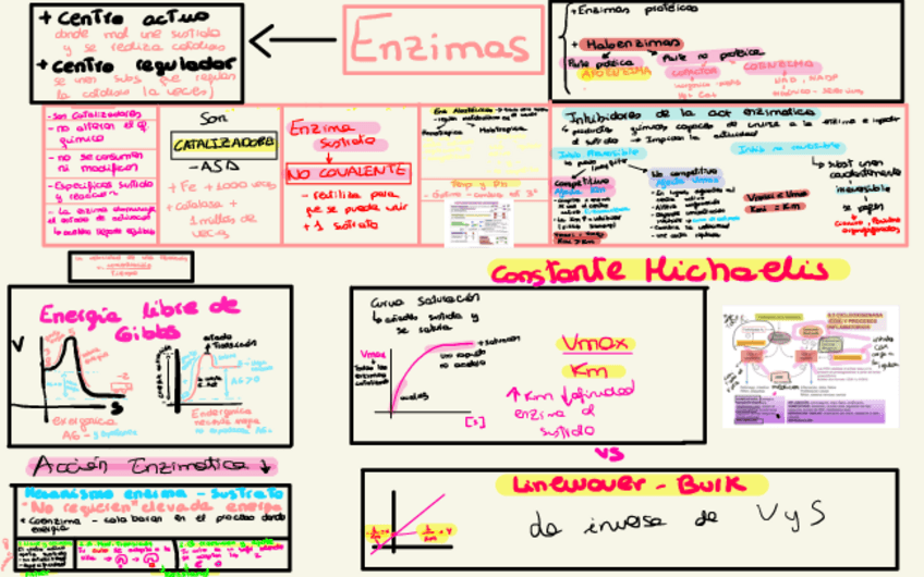 Miniatura del documento BQ 22-23 Tema 8 Enzimas.pdf